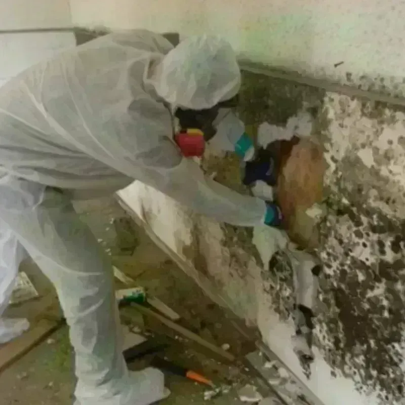 Mold Remediation and Removal in Shelby, MT